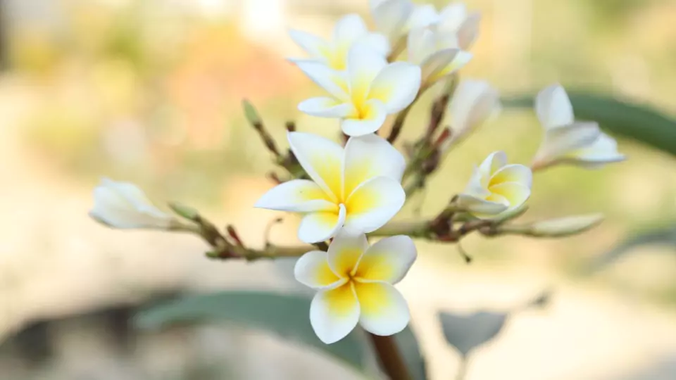 Bali-Flower-1